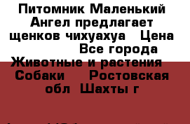 Питомник Маленький Ангел предлагает щенков чихуахуа › Цена ­ 10 000 - Все города Животные и растения » Собаки   . Ростовская обл.,Шахты г.